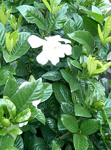 A gardênia é uma planta ornamental da familia das rubiáceas, também chamada de jasmim-do-cabo.