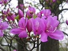 A azálea é um arbusto de flores classificadas no gênero dos rododendros. Existem azáleas de folhas caducas e azáleas perenes. É um dos smbolos da cidade de São Paulo, assim declarado pelo prefeito Jânio Quadros.