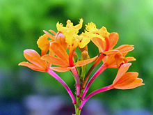 As orqudeas (Famlia Orchidaceae), crescem geralmente em árvores usando-as somente como apoio para buscar luz. Não são plantas parasitas. Possuem muitas e variadas formas e cores, já que essa planta reproduz-se facilmente entre espécies semelhantes.